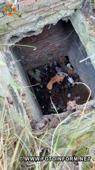 У Кропивницькому врятували собаку, що впав у погріб 
